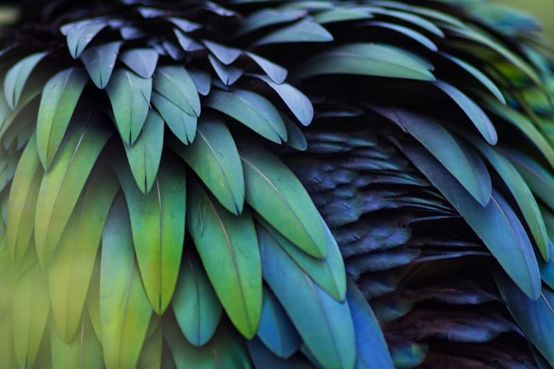 Kingfisher Feather Craft Experience