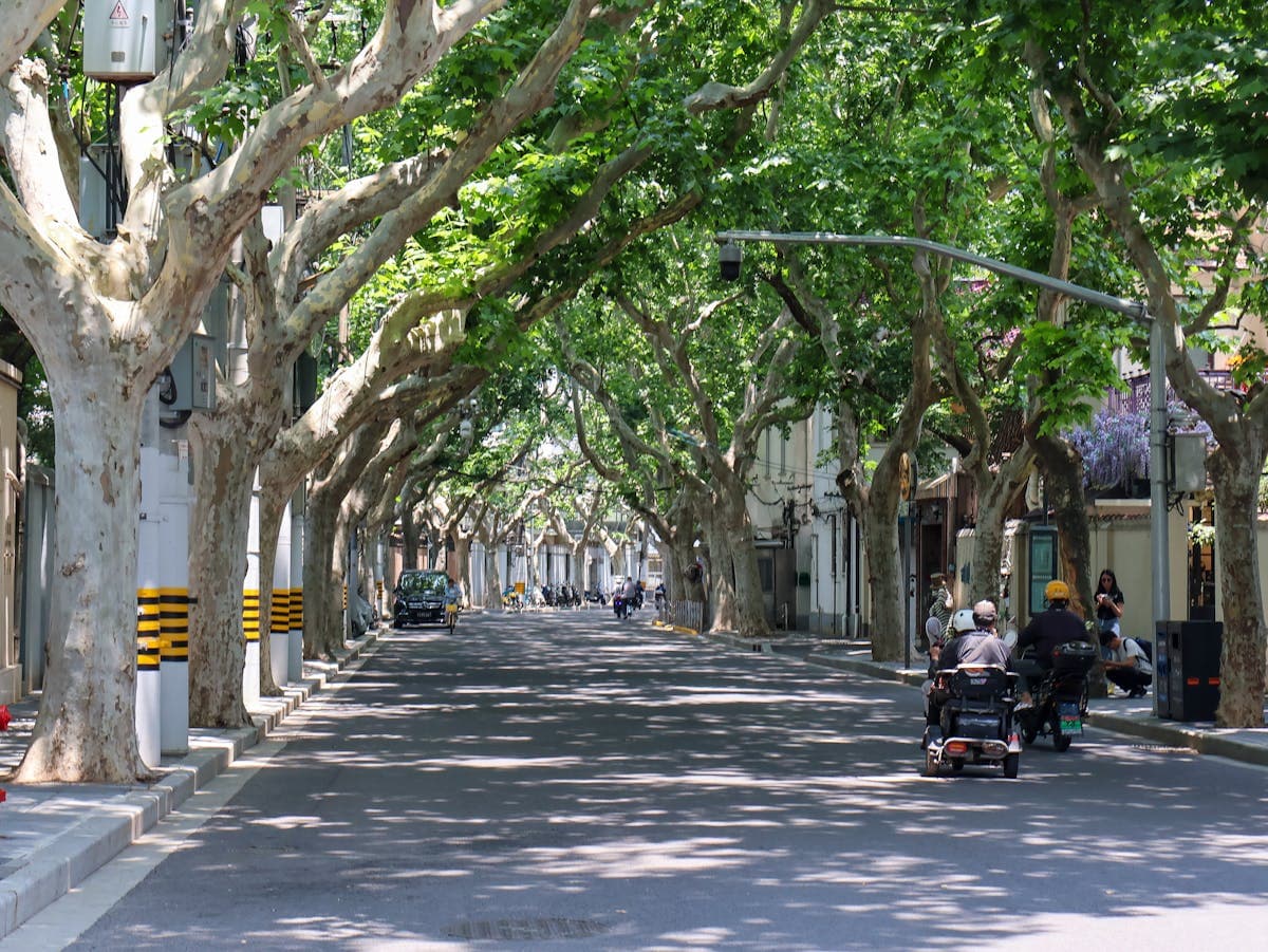 Plane-Tree Citywalk: Sinan to Wukang Road